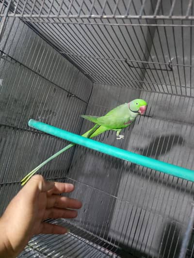 raw parrot pair full hand tame. . 03308071509 pr call kry
