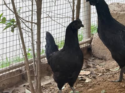 Ayam Cemani Pure Starter Hens