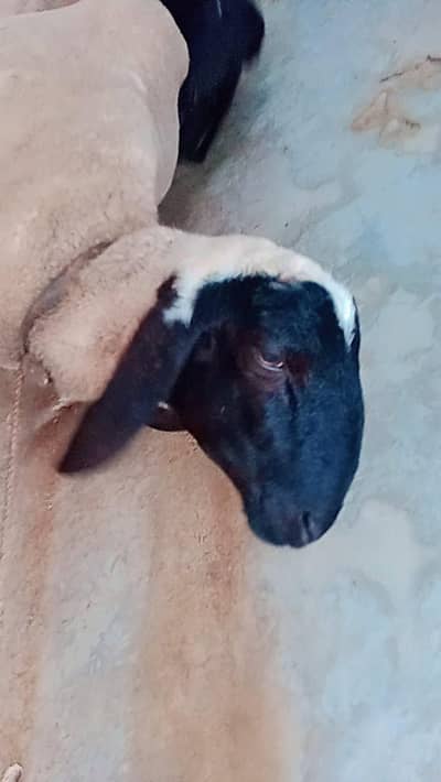 two male sheep for sale