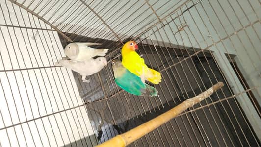 Lovebirds breader pair