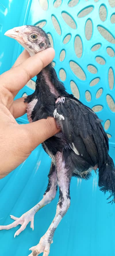 Mushka Lasani Aseel Chicks Mianwali Murga Murgi Patha 03098573144