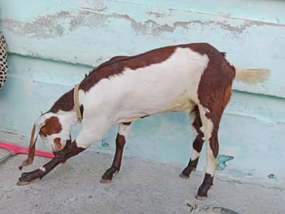 Home Raised Beetal pairs Male and 2 month pregnant female