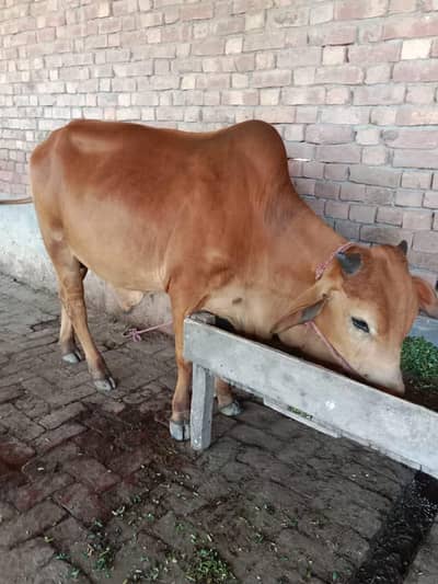 buffalo at best rate