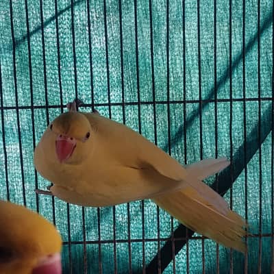 Yellow Ringneck female