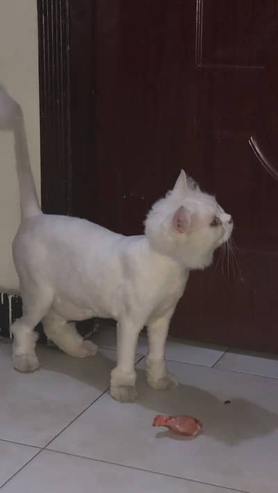 Persian catt