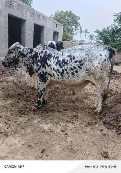 2 dant bachra for sale