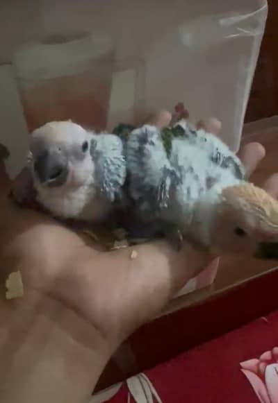 sun conure chick no barging 03089240000