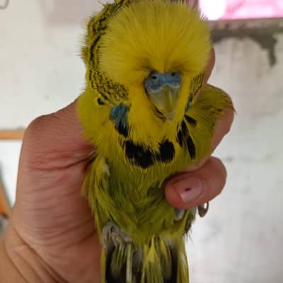 top class exibetion male fore sale imran rajpoot line 2024 brid