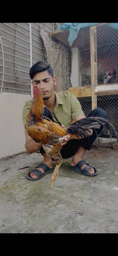 Burmi cros pkoya jis ki smajh ma ayy rabta kr lyy