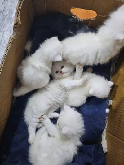 6- Adorable 1- month old Persian kittens (triple coat) available!