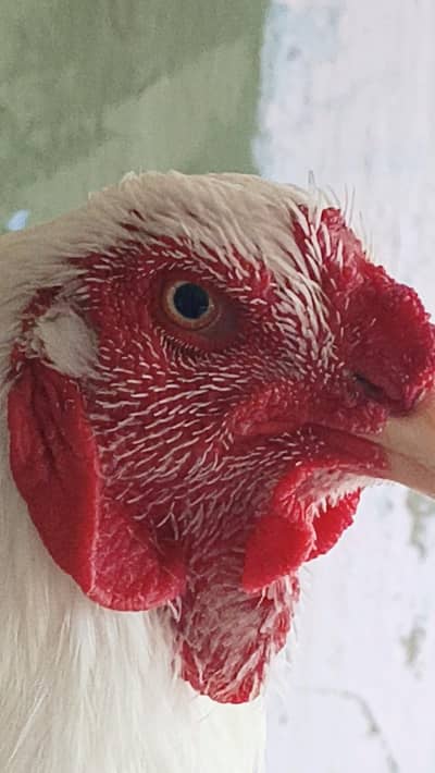 heera aseel white NOK Nali paper white