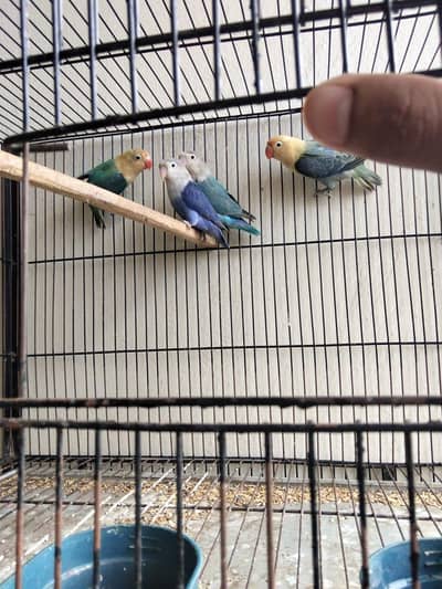 love birds 9 pair for sale with cage  lahore