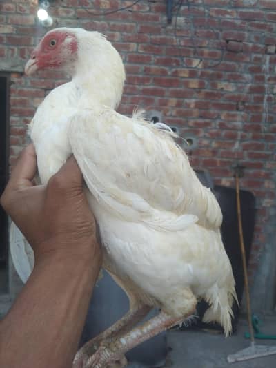 paper white madi. 03426583480