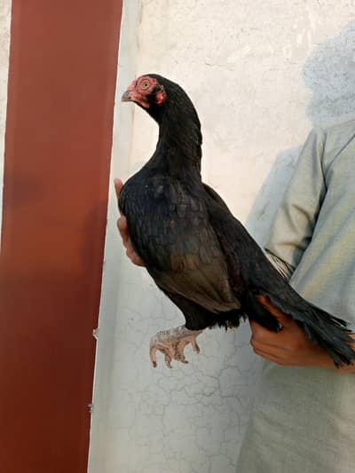 high quality of lasani female for sale