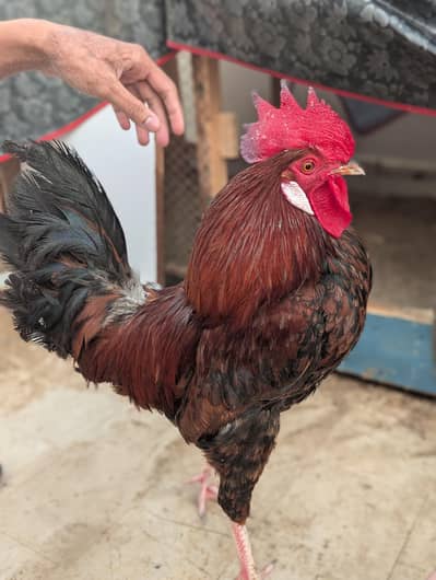 Misri murga for sale Full active