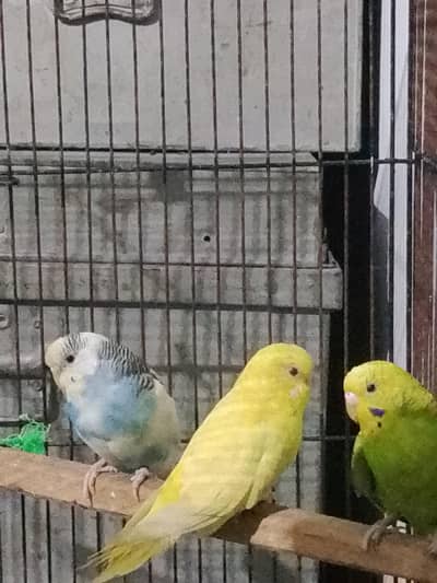 healthy and active birds