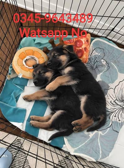 German Shepherd Puppy gsd Male, Female Jo chahye mill jaega