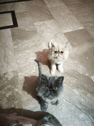 2 Male Persian Kitten