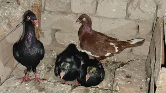 Denish pegion ring birds