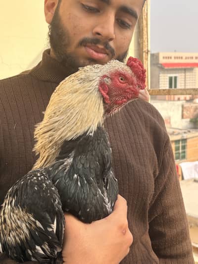 Aseel Pure Old Bloodline Miawali