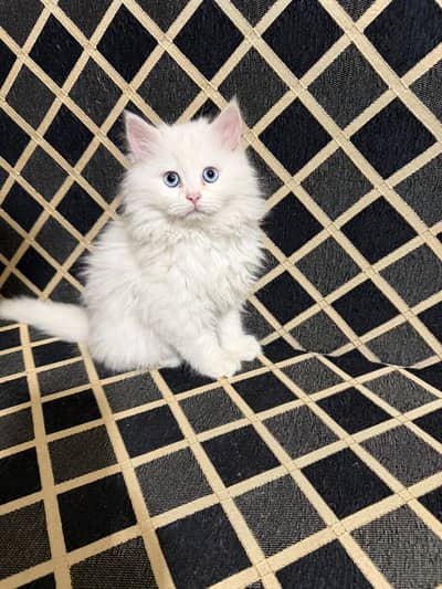 Persian kitten | Triple coated | Male kitten for sale