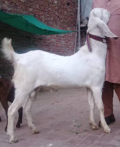 Rajastani Donda white Bakra