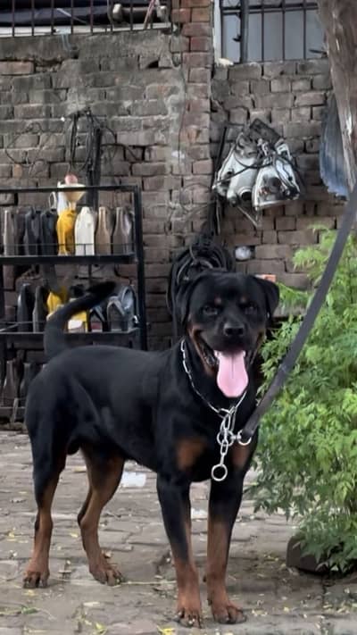 Rottweiler for stud