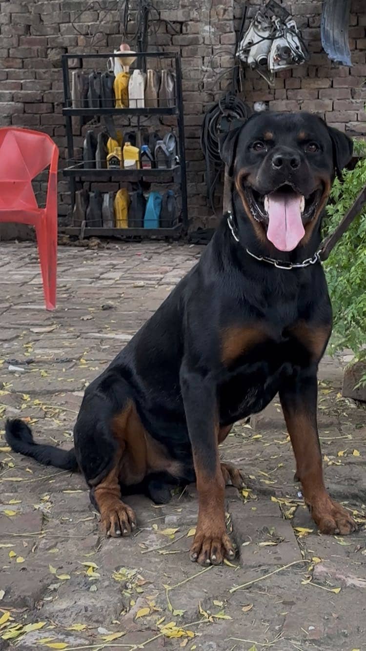 Rottweiler for stud 1