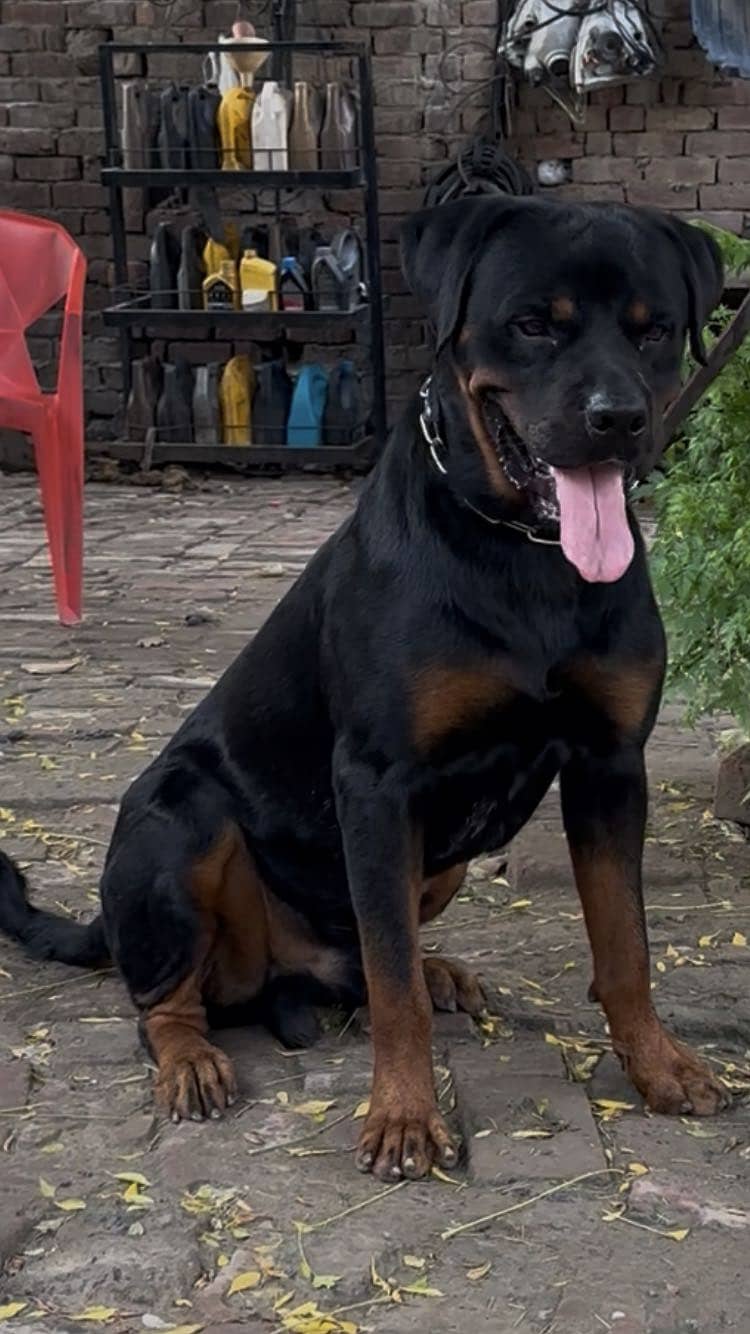 Rottweiler for stud 2