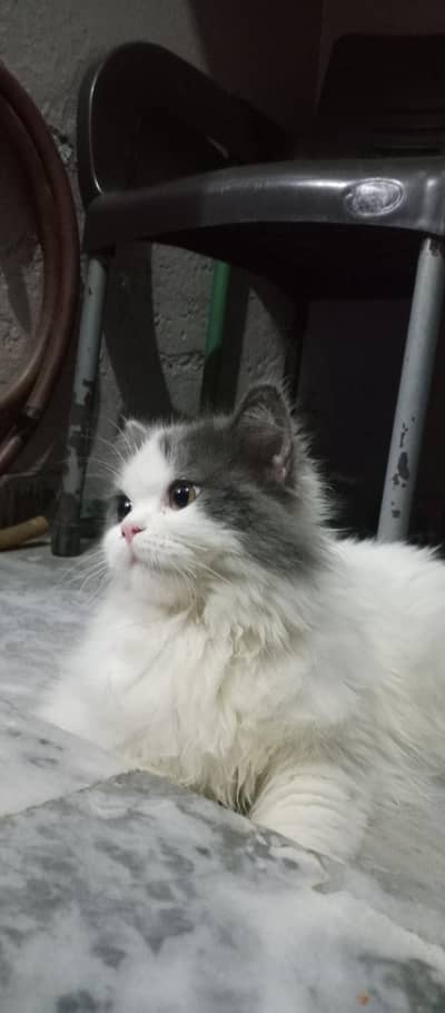 punch triple coated Persian female cats