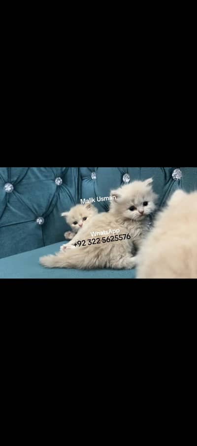 Fluffy kittens ( +92 322 5625576 ) WhatsApp