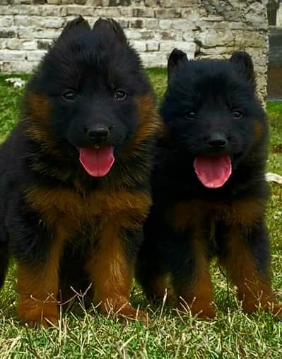 German Shepherd pair for sale