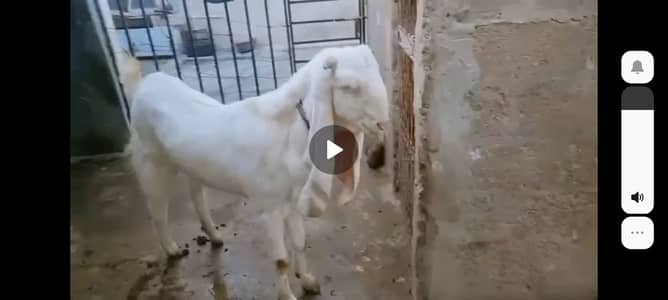 Pure Gulabi white bakri
