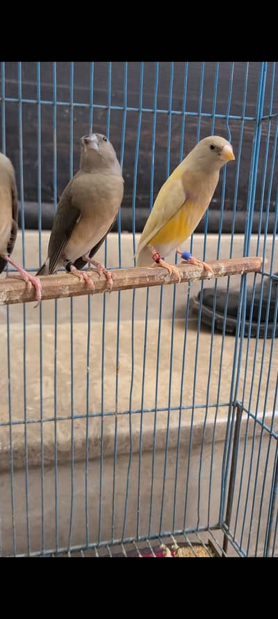 Blue black head gouldian chick's for sale