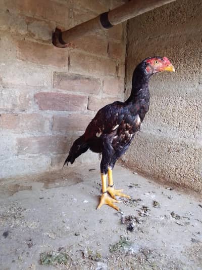 pure miawali lasani aseel pattha