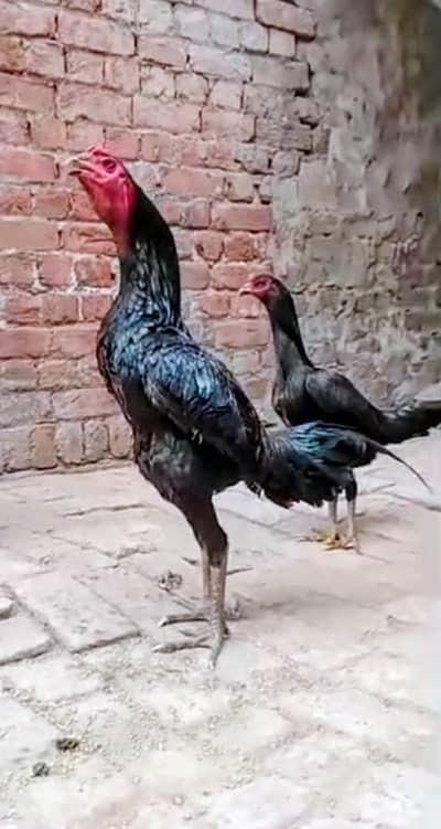 Panus Pakoya 03193815906