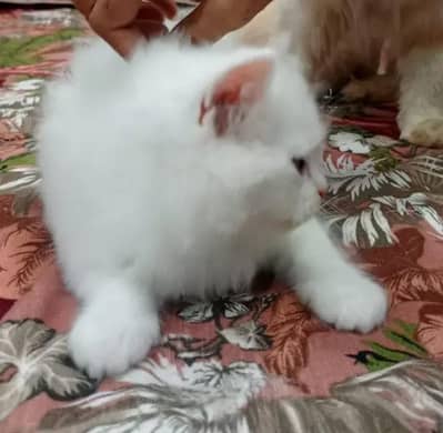 Persian Cats Baby Blue Eyes   3 kittens  available in white clr