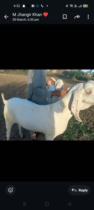 pure rajanpuri bakra do dant