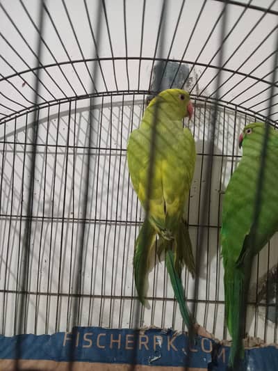 1 yellow paid ringnack male available of breeder