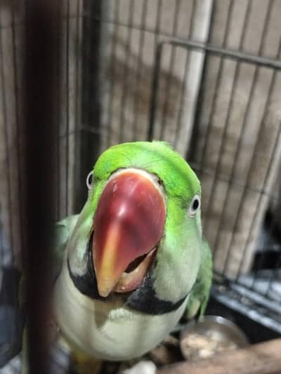 raw parrot hand tame for sale with cage