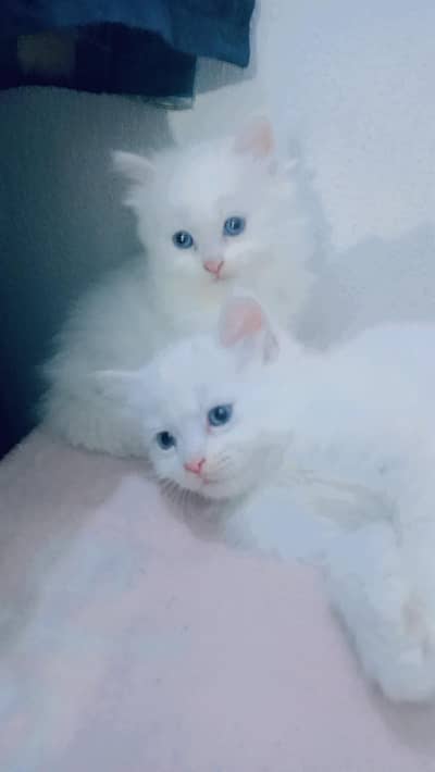 Cat Male  and female  cute baby