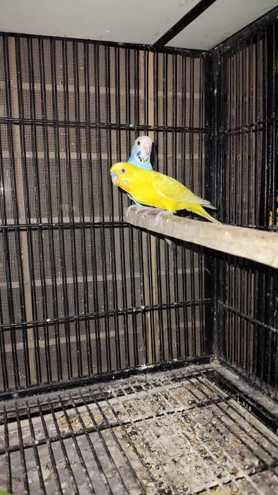 Australian parrot with eggs