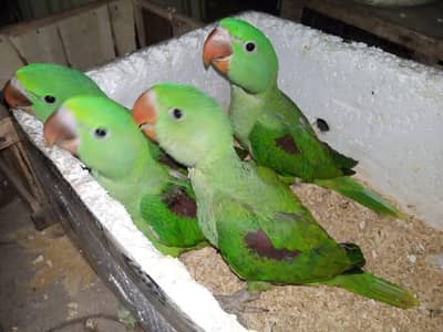 raw parrot chicks