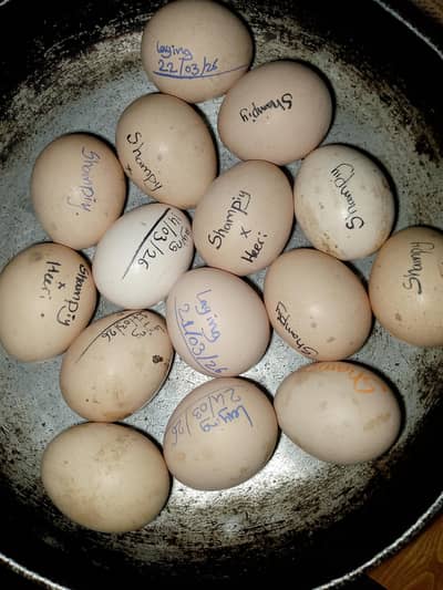 high quality Heera eggs available for sale