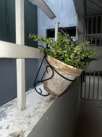 Pot hanger metal frames