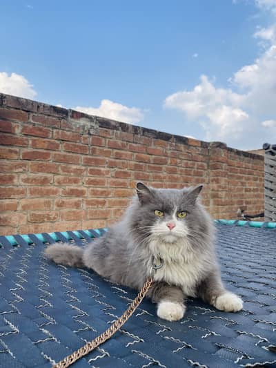 Persian cat solder gray