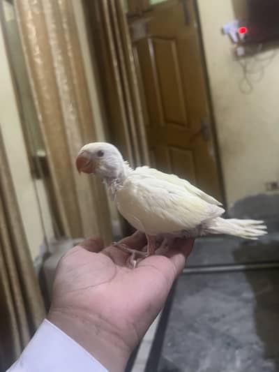 Creamino chick for sale hand tame 0 bite