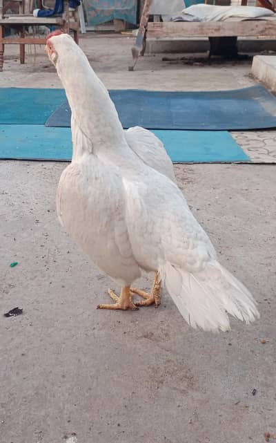 High quality Heera Madi for sale