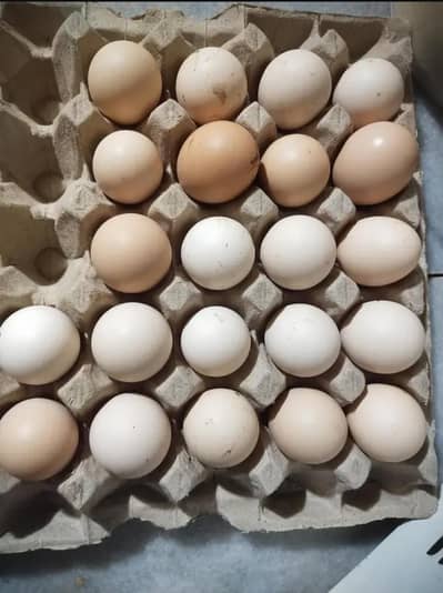 fertile Desi eggs.  60 rs