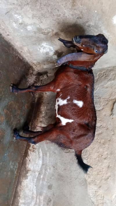 pure Amitsar betal and.  tota pari black chmba